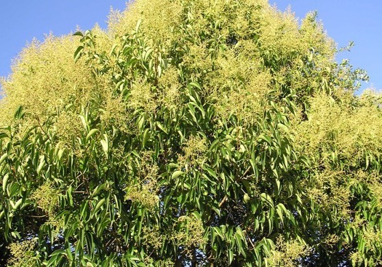 Hay fever? Avoid these sneezy NZ plants